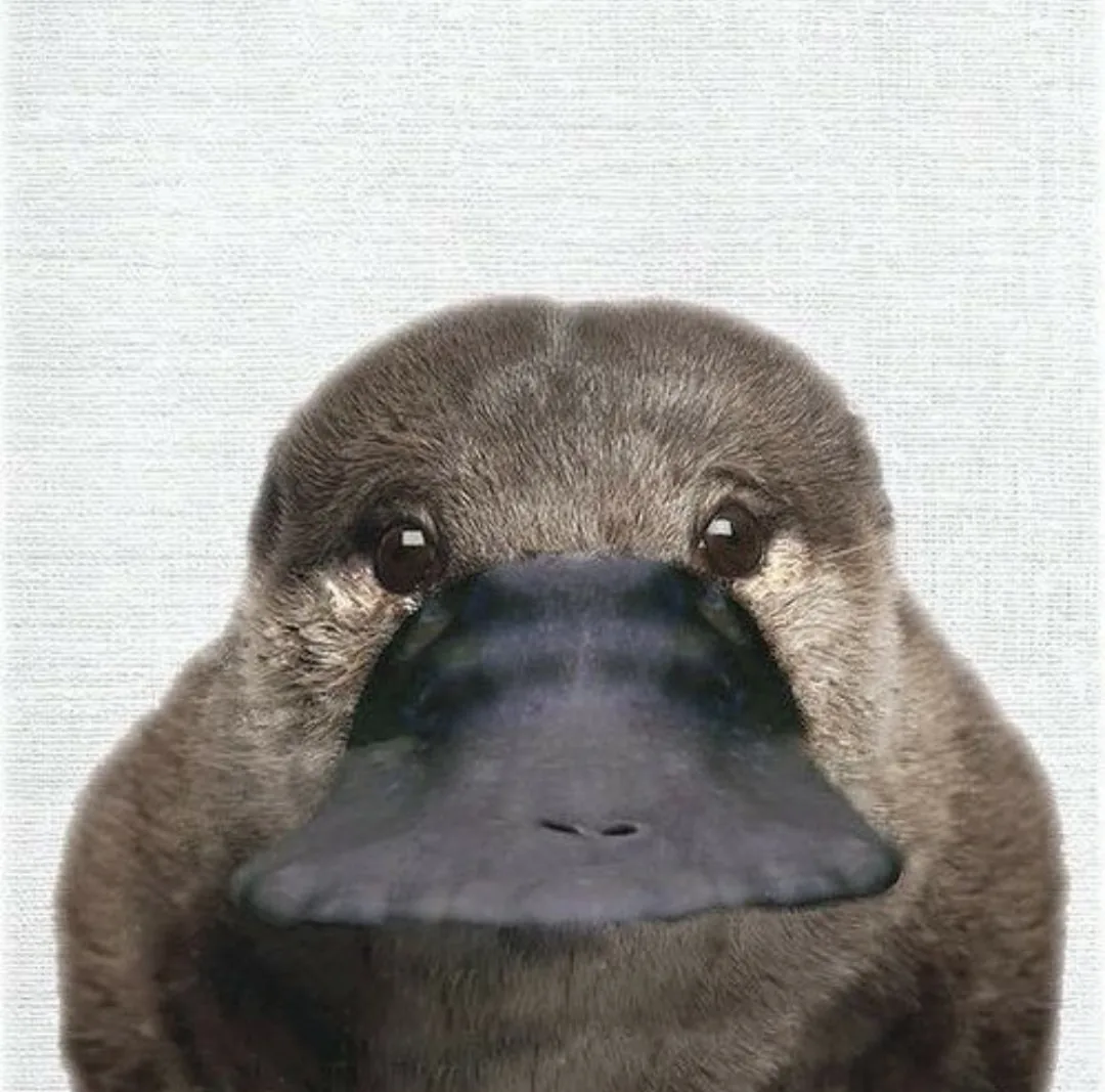 오리너구리